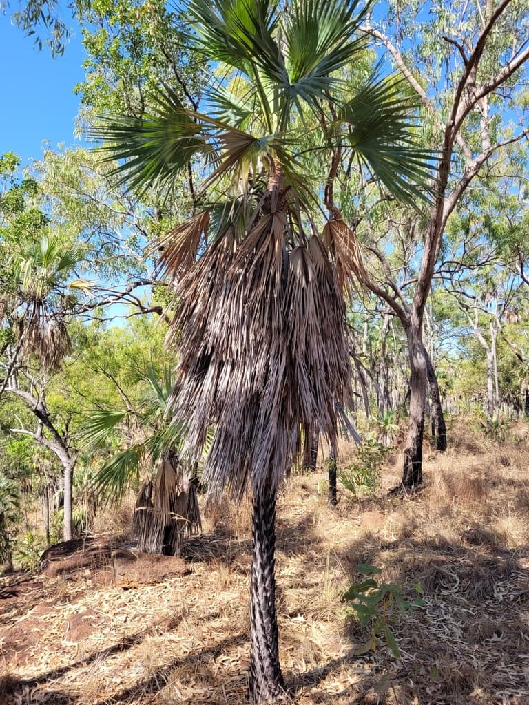 Botanical specimen of Livistona Nasmophila.