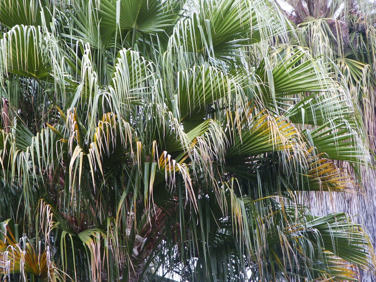 Botanical specimen of Livistona Nitida.