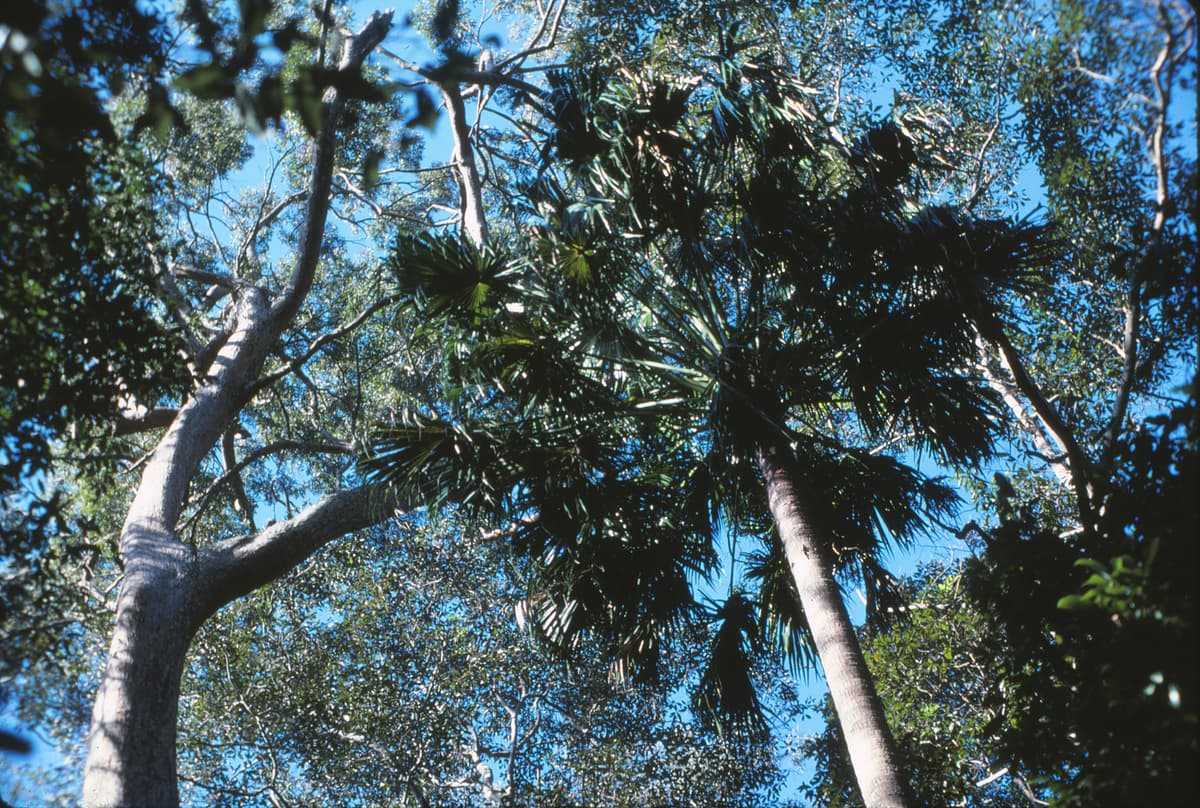 Botanical specimen of Livistona Nitida.