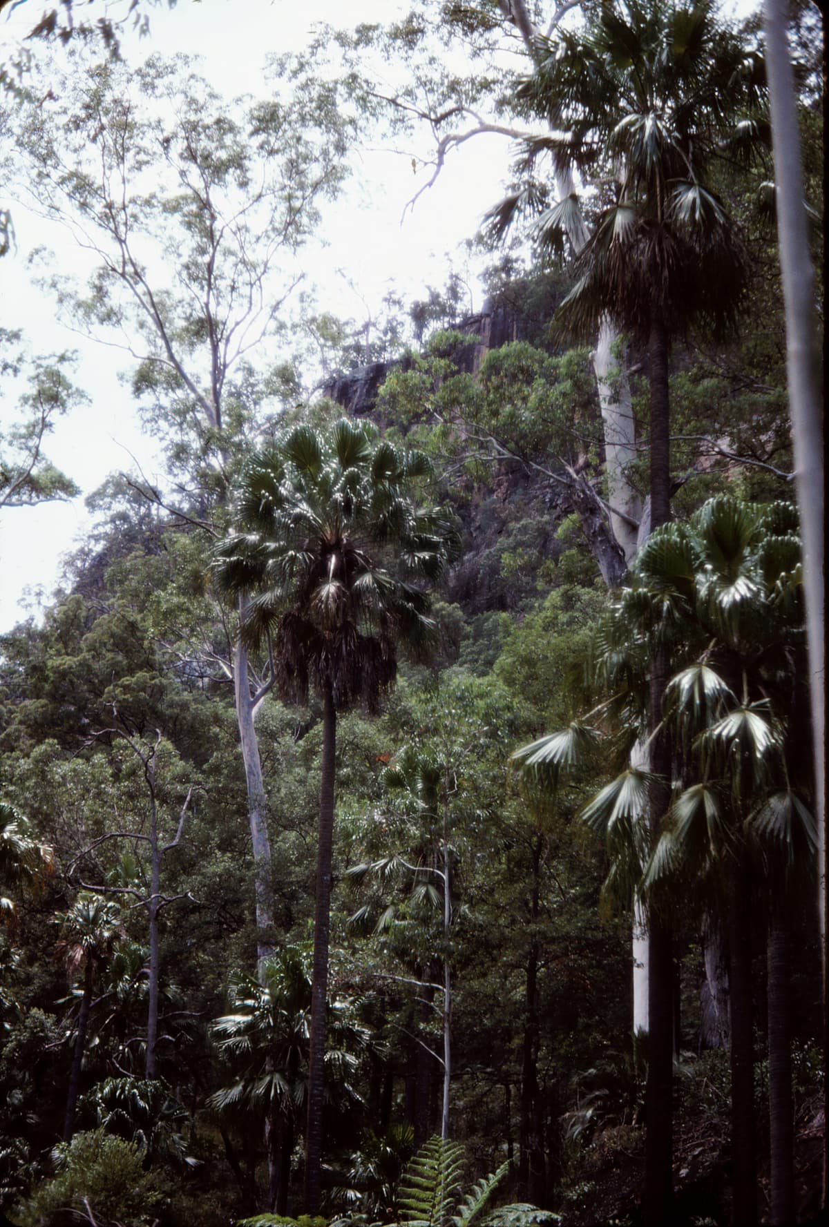 Botanical specimen of Livistona Nitida.