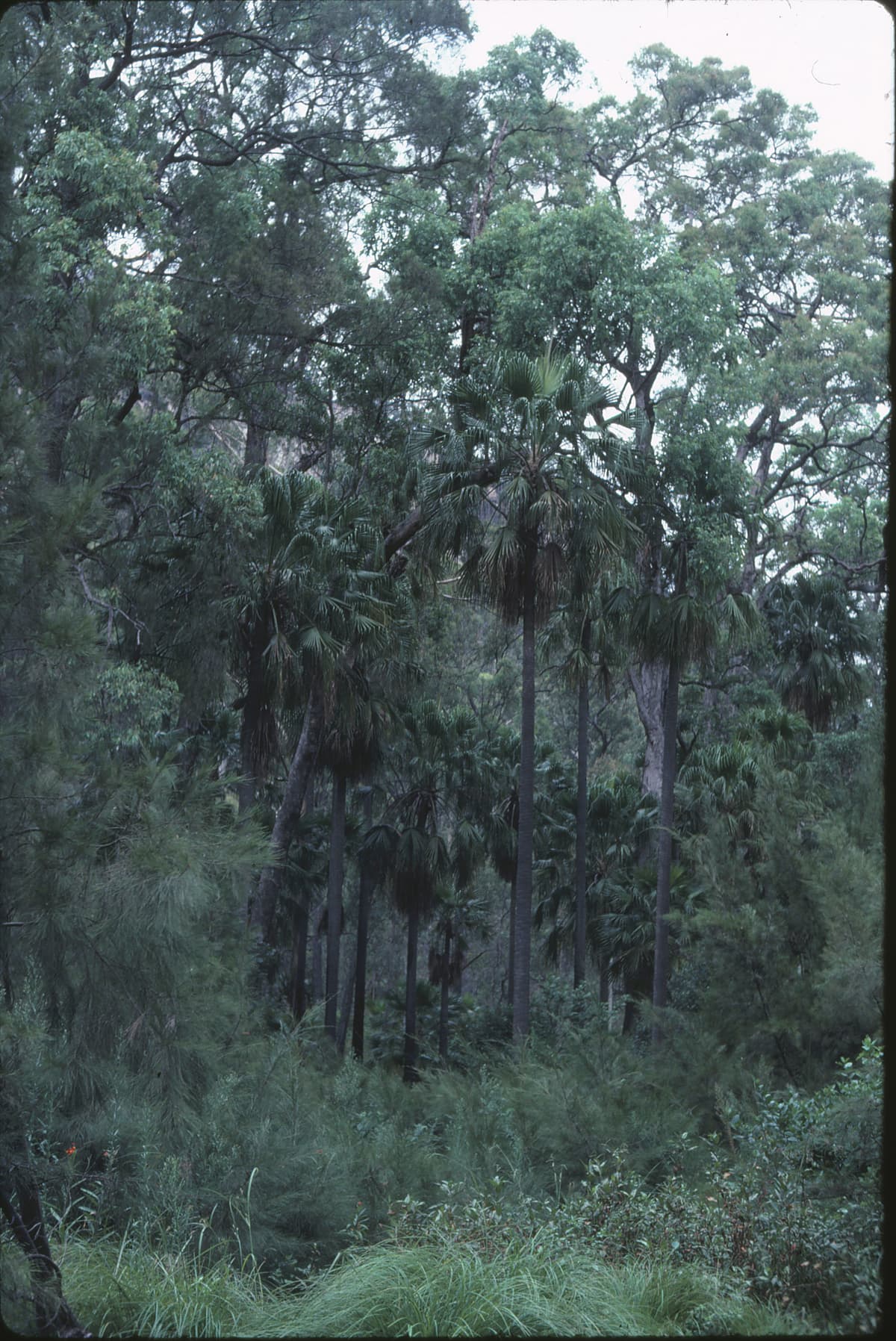 Botanical specimen of Livistona Nitida.
