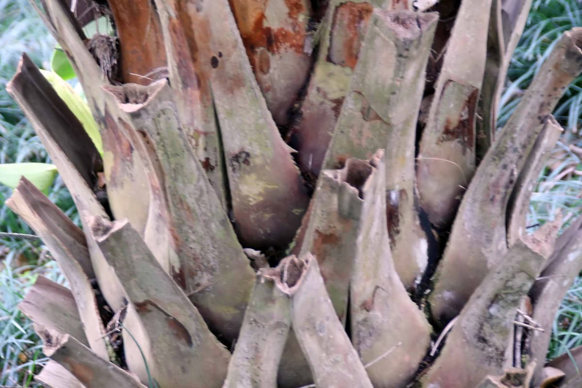 Botanical specimen of Livistona Rigida.