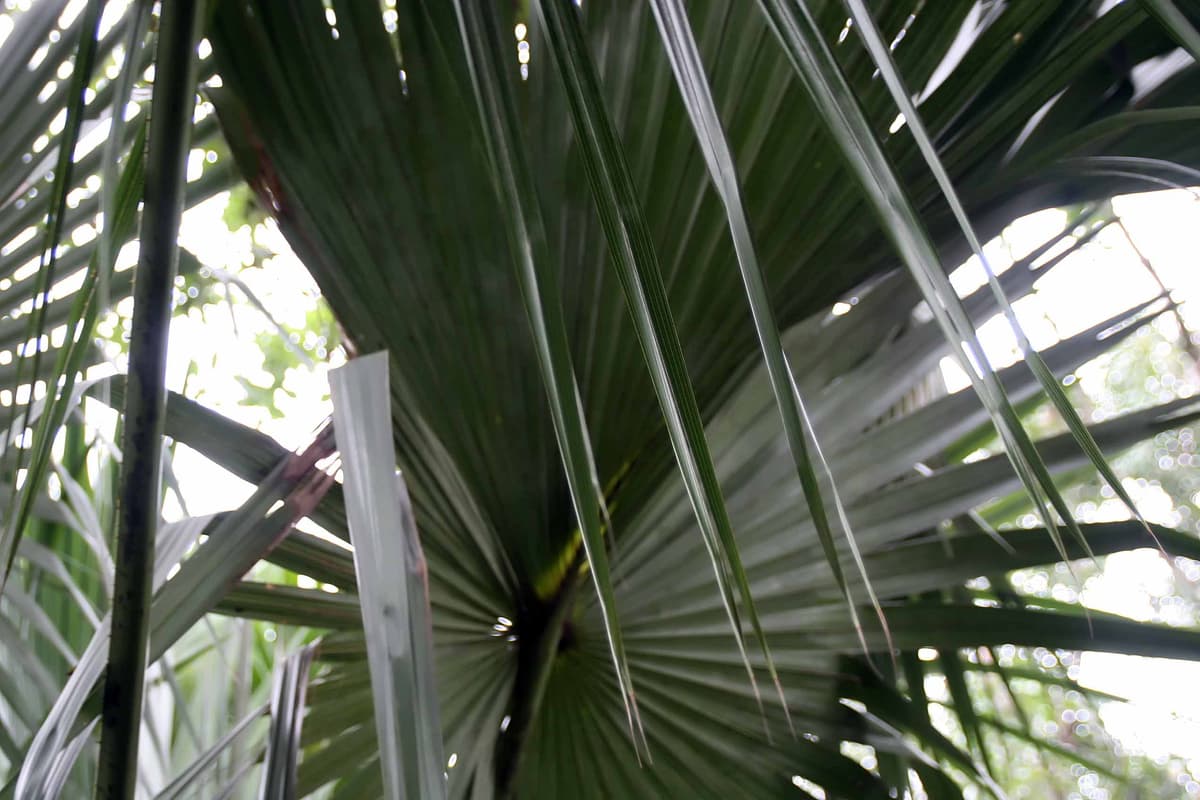 Botanical specimen of Livistona Rigida.