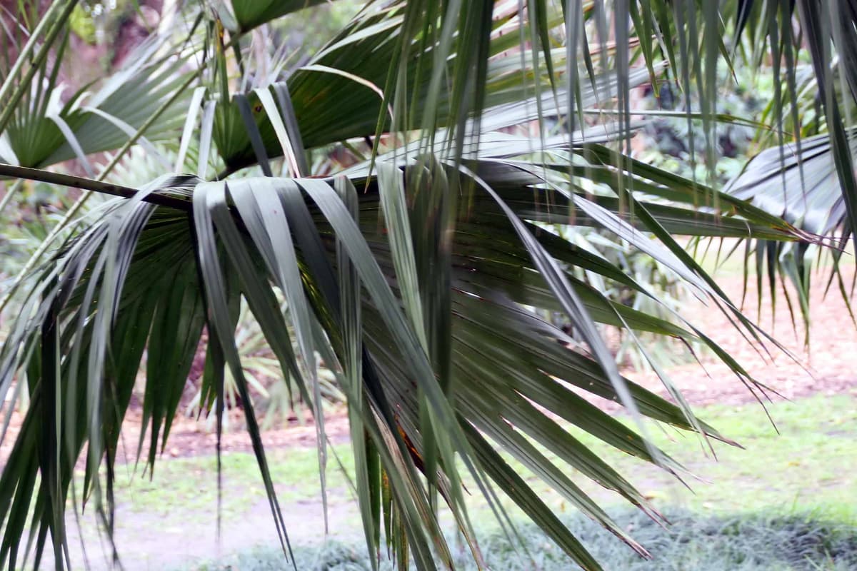 Botanical specimen of Livistona Rigida.