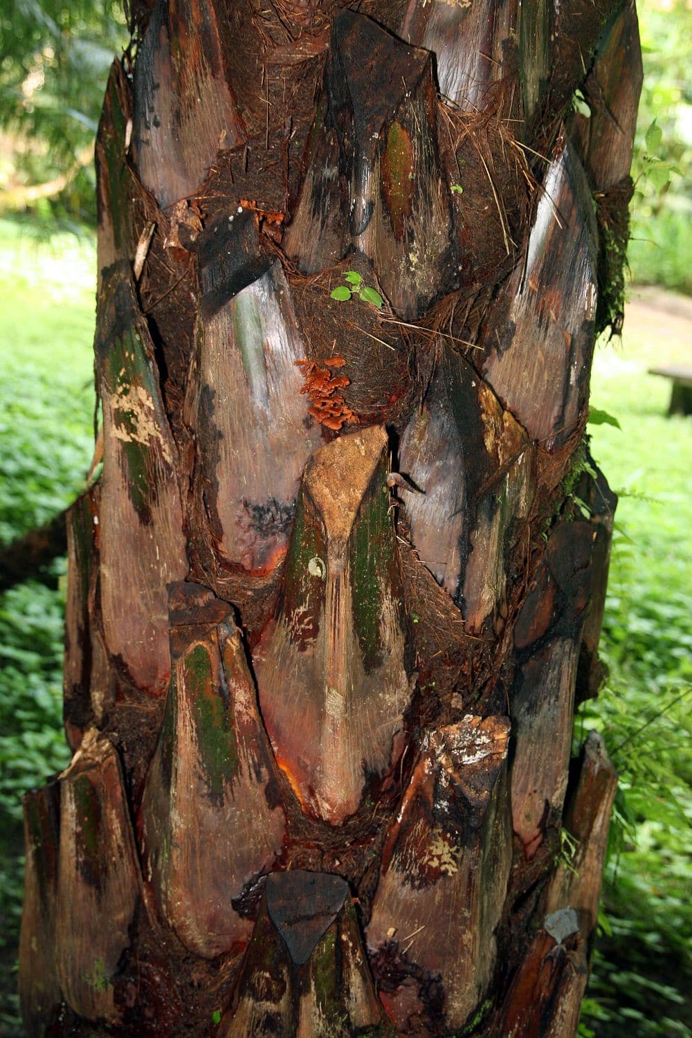 Botanical specimen of Livistona Saribus.