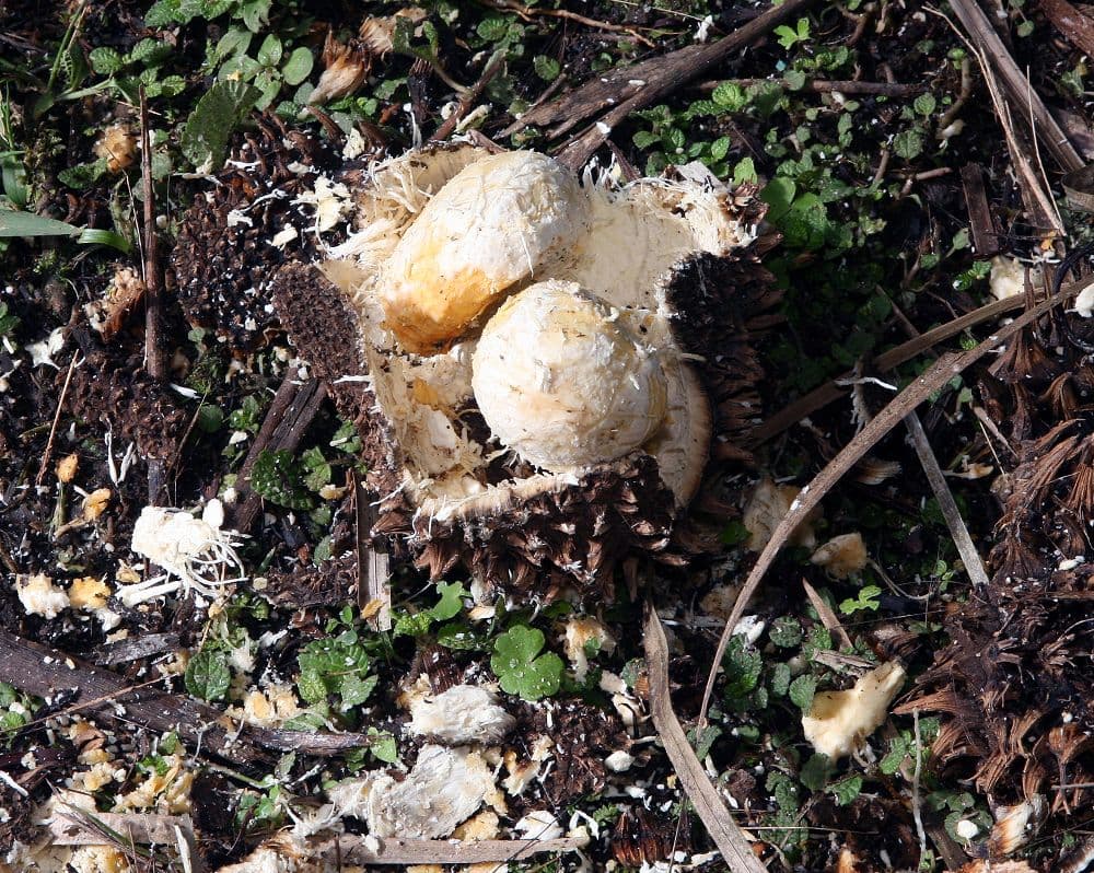 Botanical specimen of Livistona Saribus.