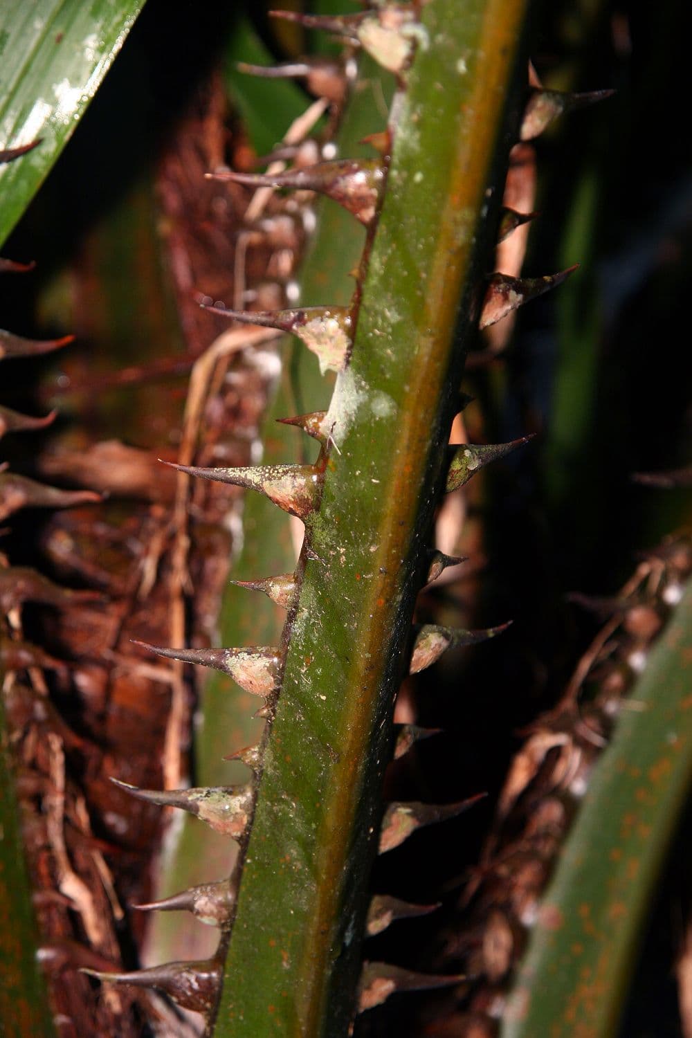 Botanical specimen of Livistona Saribus.