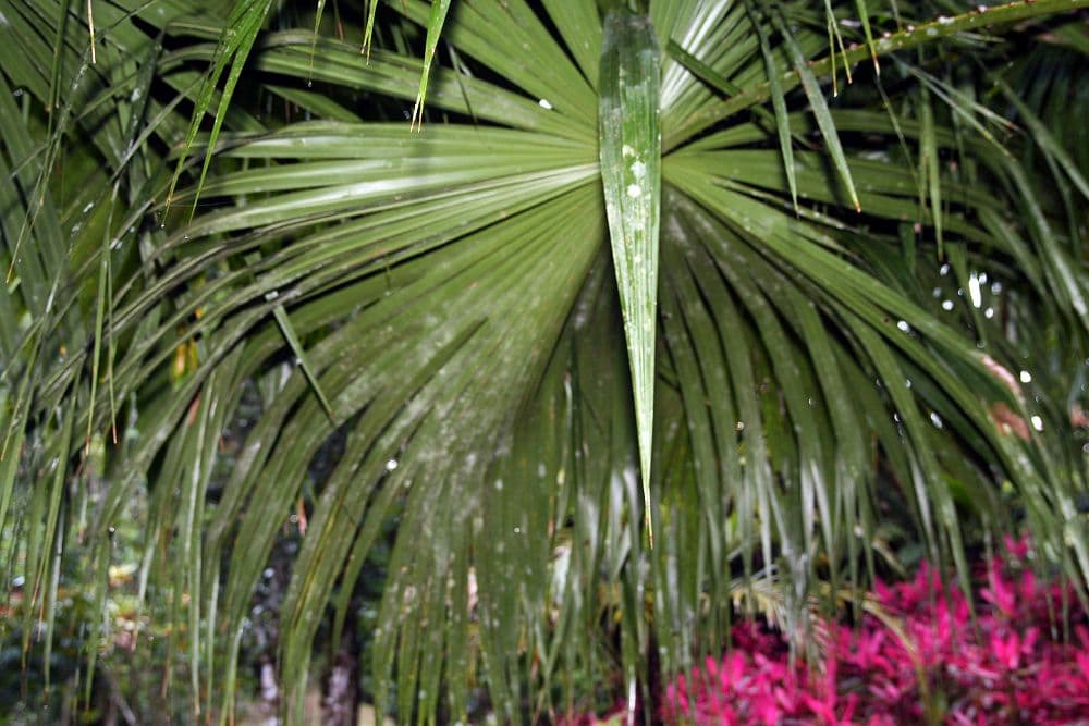 Botanical specimen of Livistona Saribus.