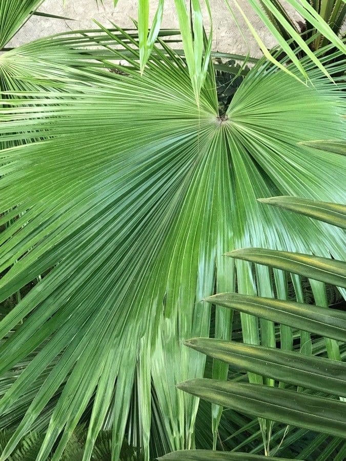 Botanical specimen of Livistona Speciosa.