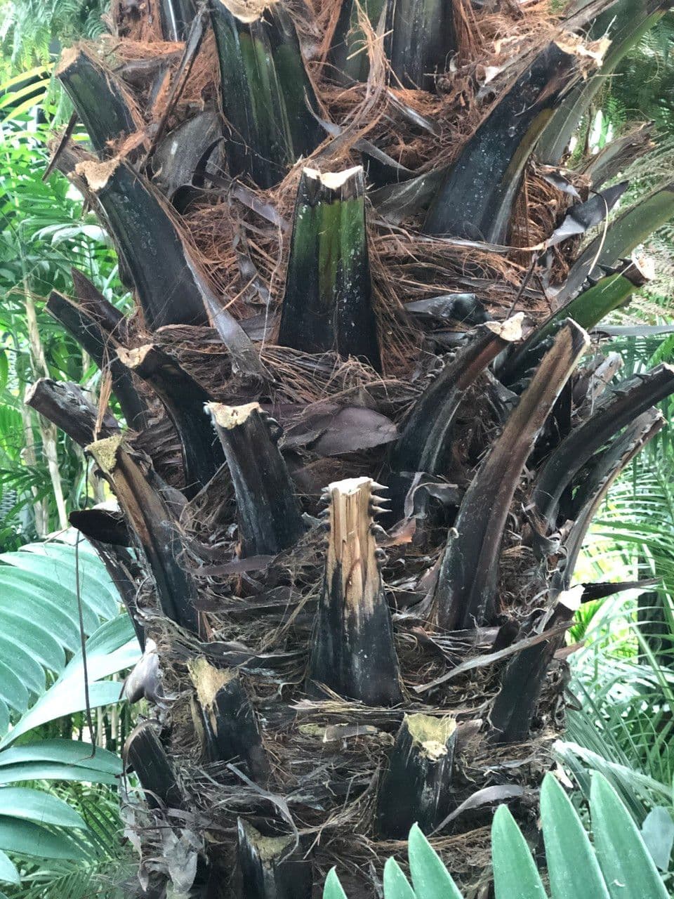 Botanical specimen of Livistona Speciosa.