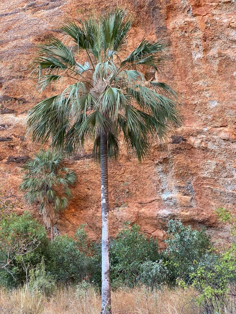 Botanical specimen of Livistona Victoriae.