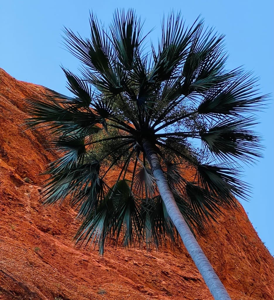 Botanical specimen of Livistona Victoriae.