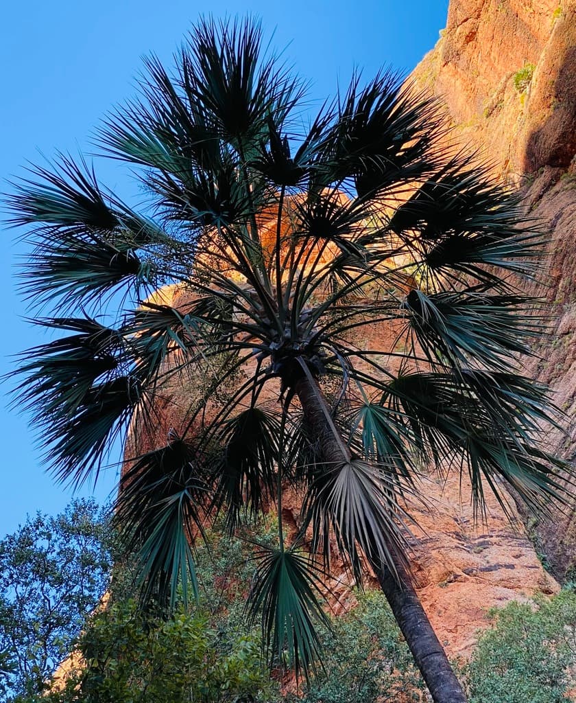 Botanical specimen of Livistona Victoriae.