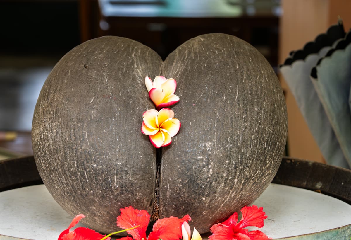 Botanical specimen of Lodoicea Maldivica.
