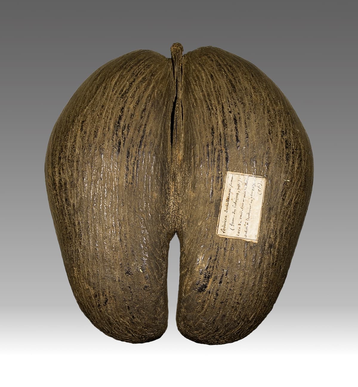 Botanical specimen of Lodoicea Maldivica.