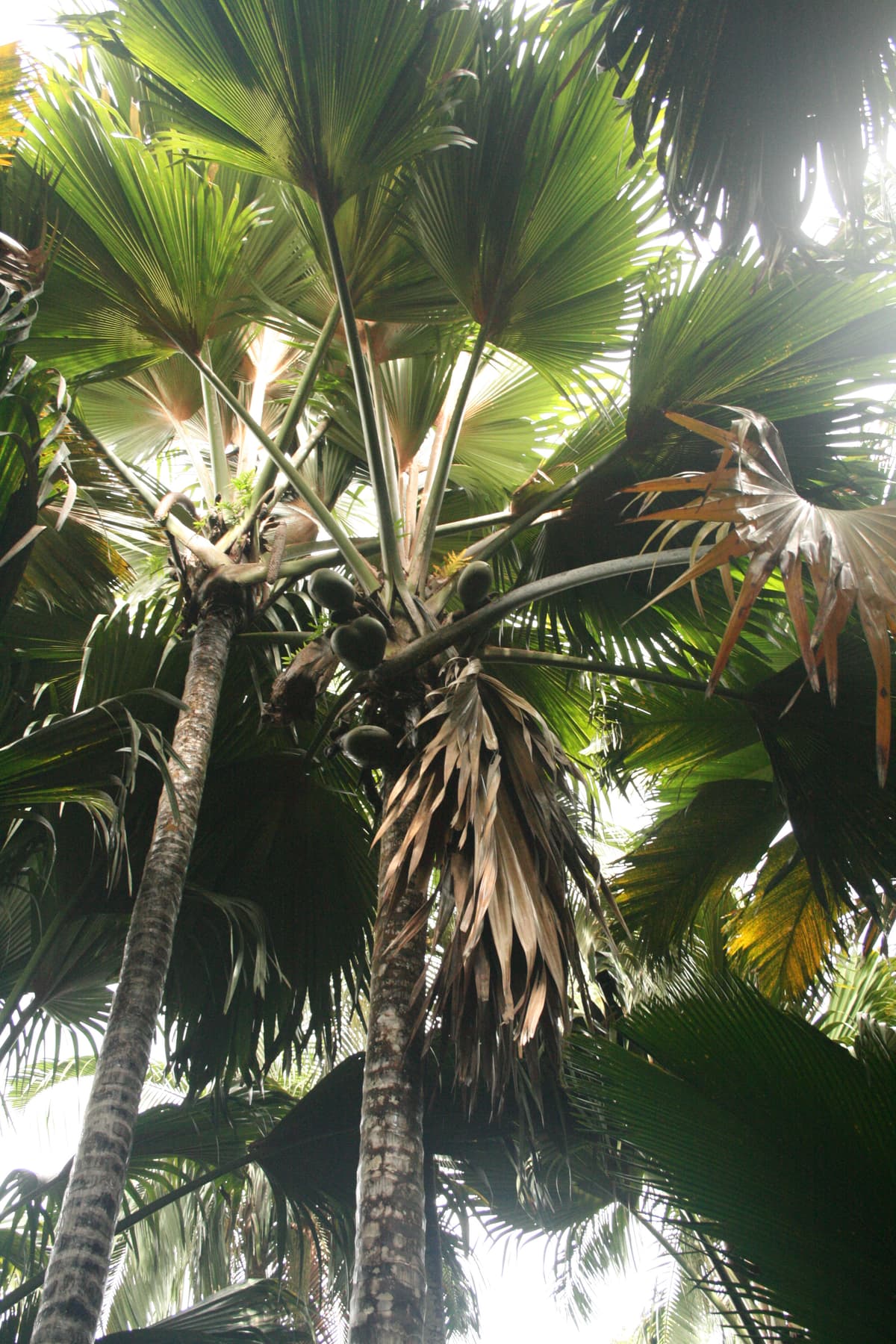 Botanical specimen of Lodoicea Maldivica.