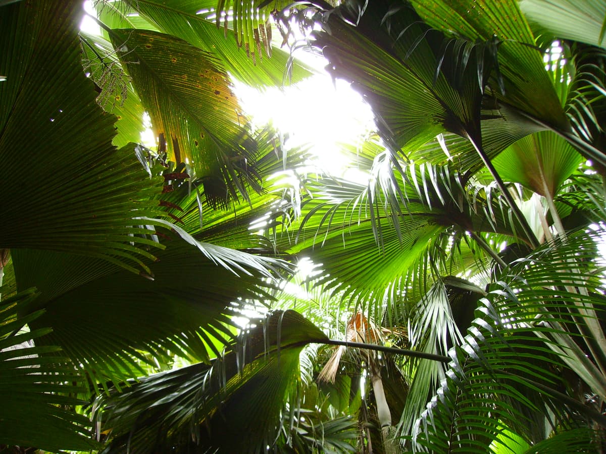 Botanical specimen of Lodoicea Maldivica.