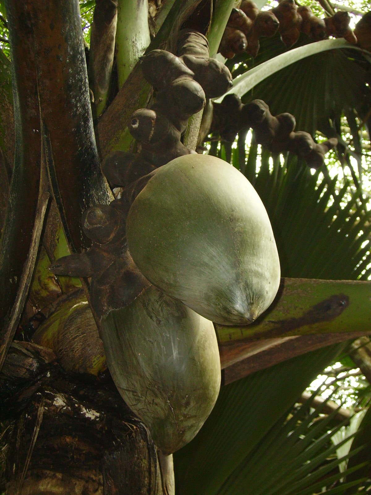 Botanical specimen of Lodoicea Maldivica.