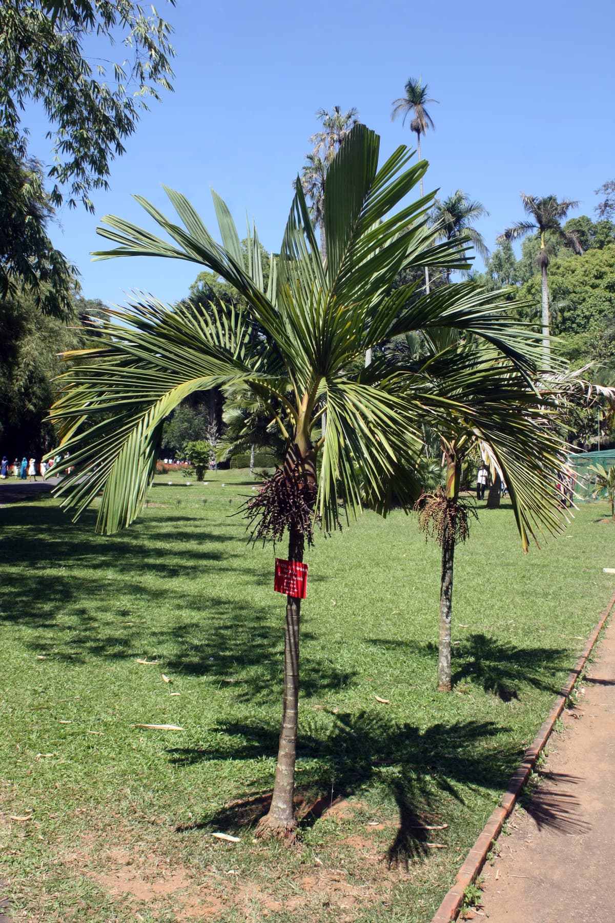 Botanical specimen of Loxococcus Rupicola.