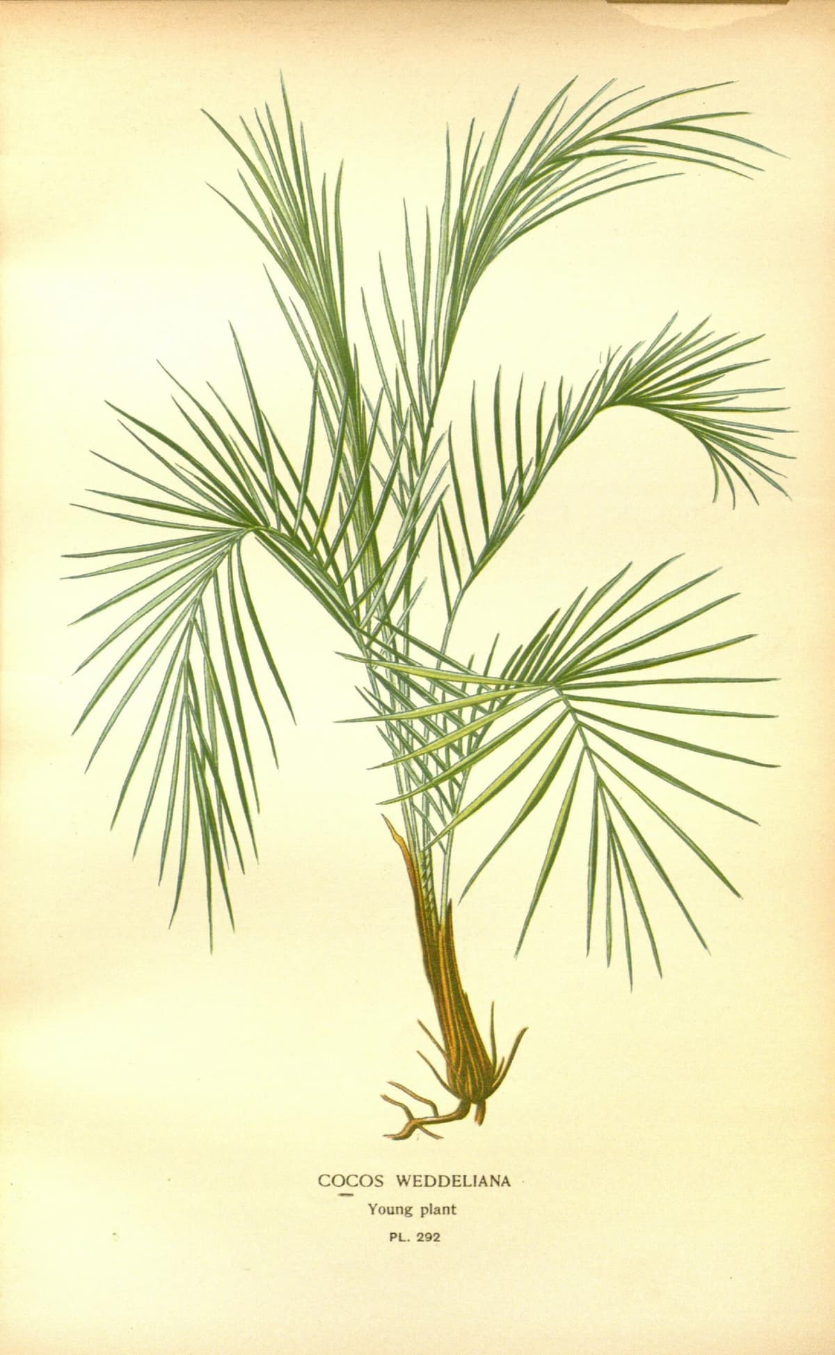 Botanical specimen of Lytocaryum Weddellianum.