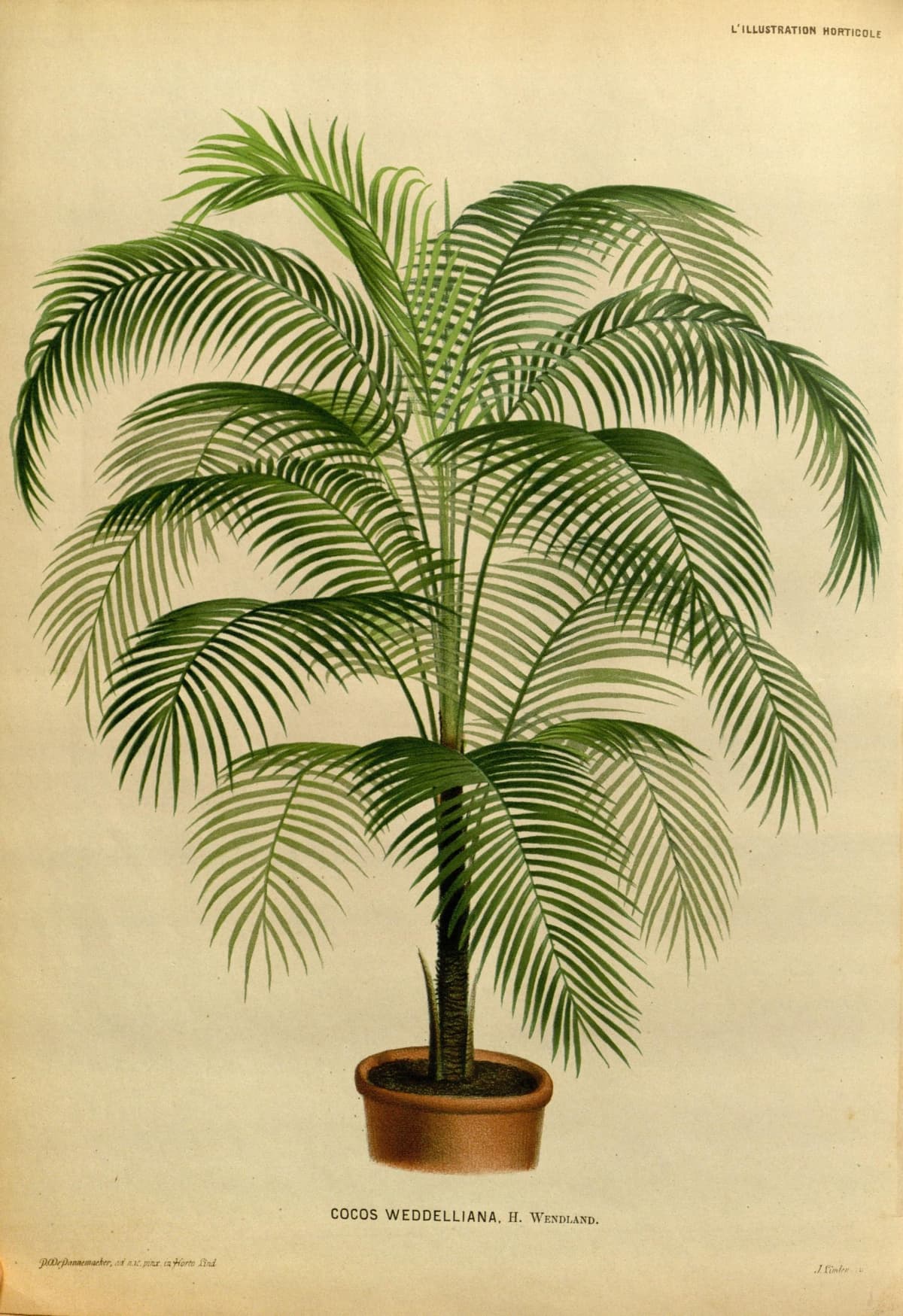 Botanical specimen of Lytocaryum Weddellianum.