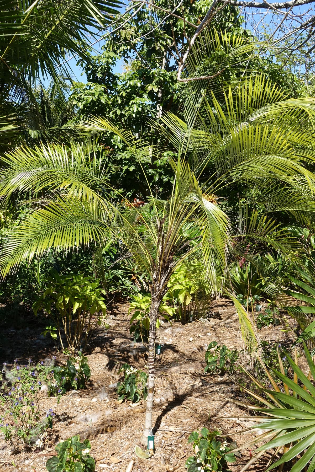 Botanical specimen of Lytocaryum Weddellianum.