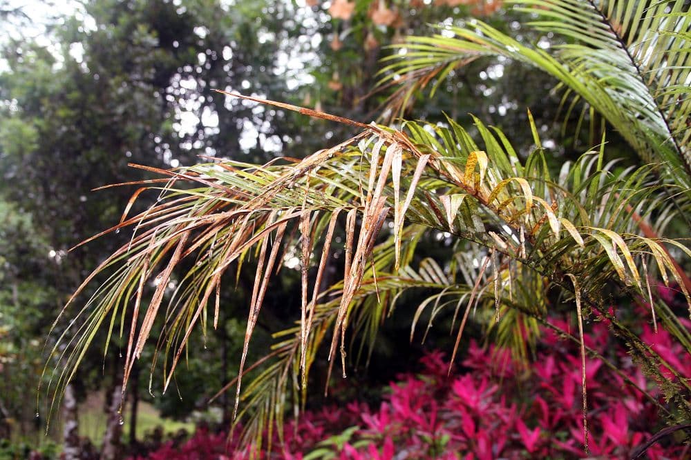 Botanical specimen of Lytocaryum Weddellianum.
