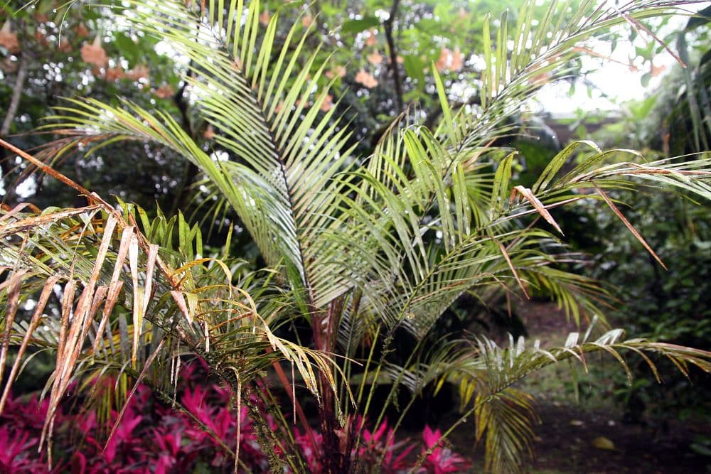Botanical specimen of Lytocaryum Weddellianum.