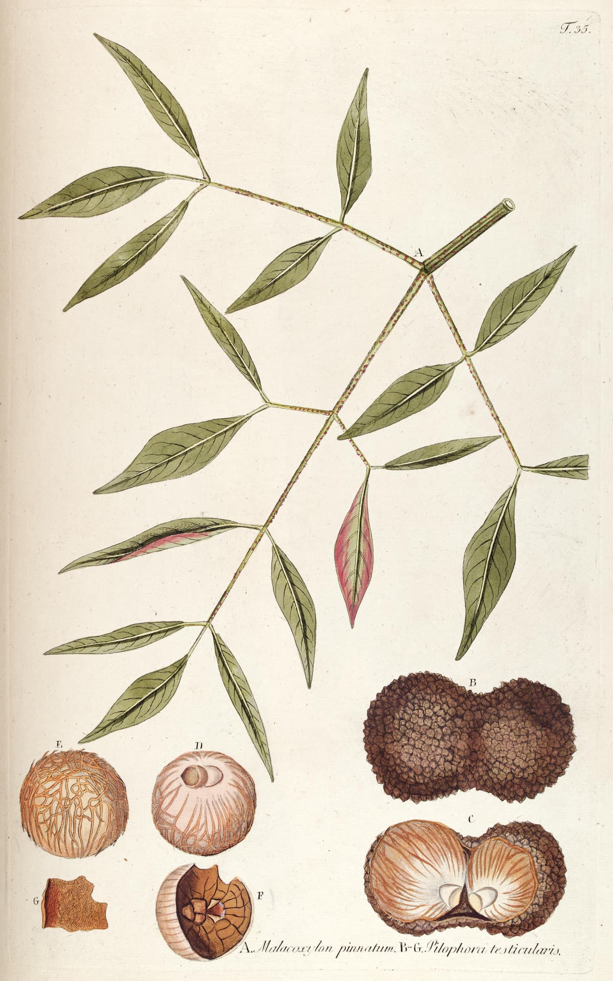 Botanical specimen of Manicaria Saccifera.