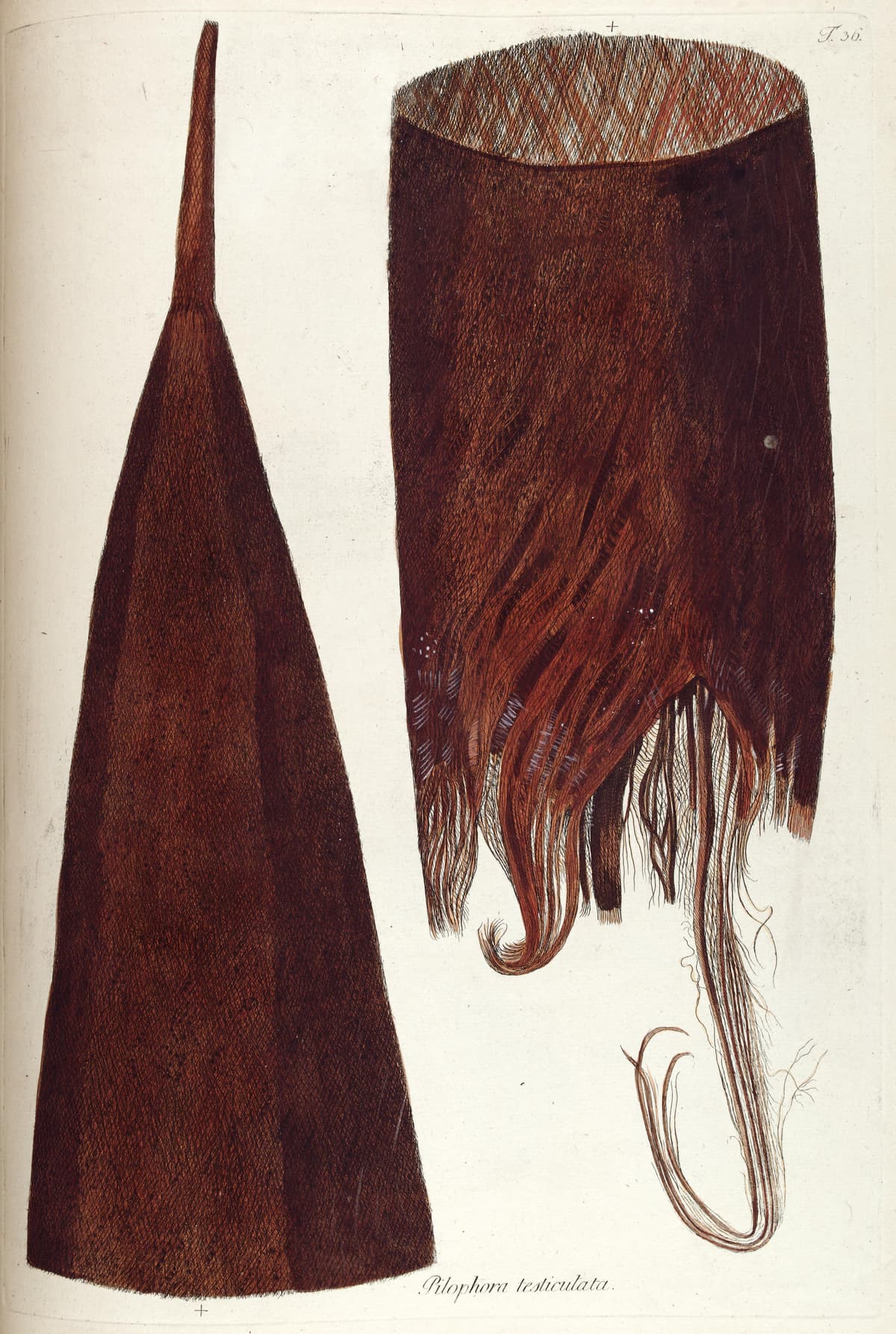 Botanical specimen of Manicaria Saccifera.
