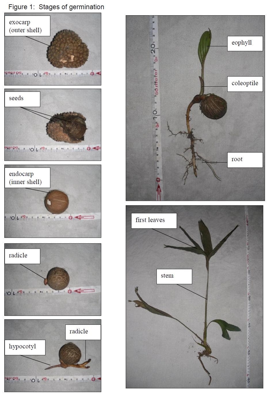 Botanical specimen of Manicaria Saccifera.