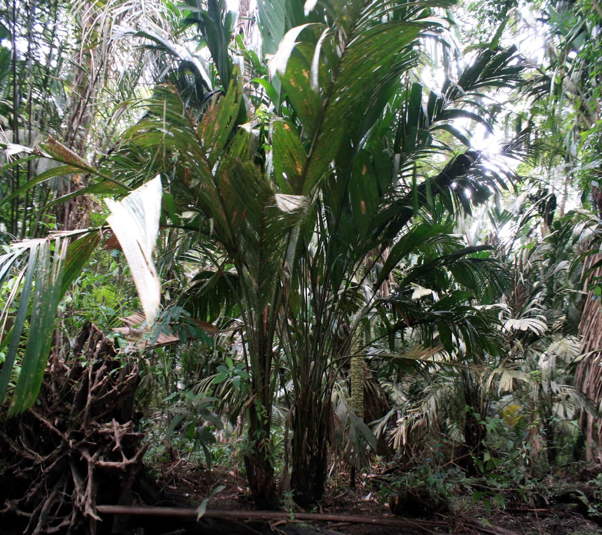 Botanical specimen of Manicaria Saccifera.