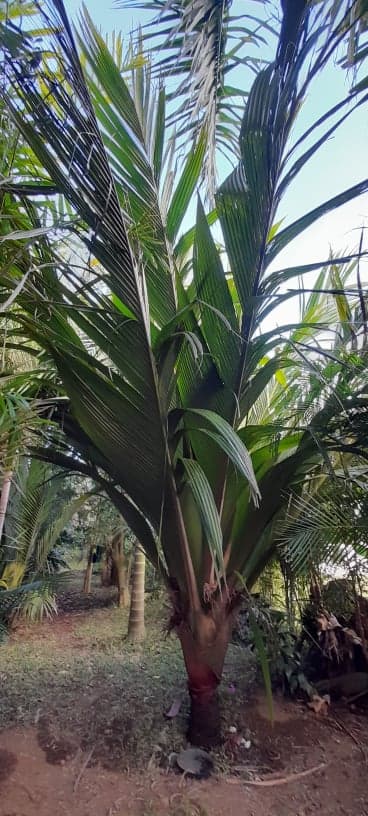 Botanical specimen of Marojejya Darianii.