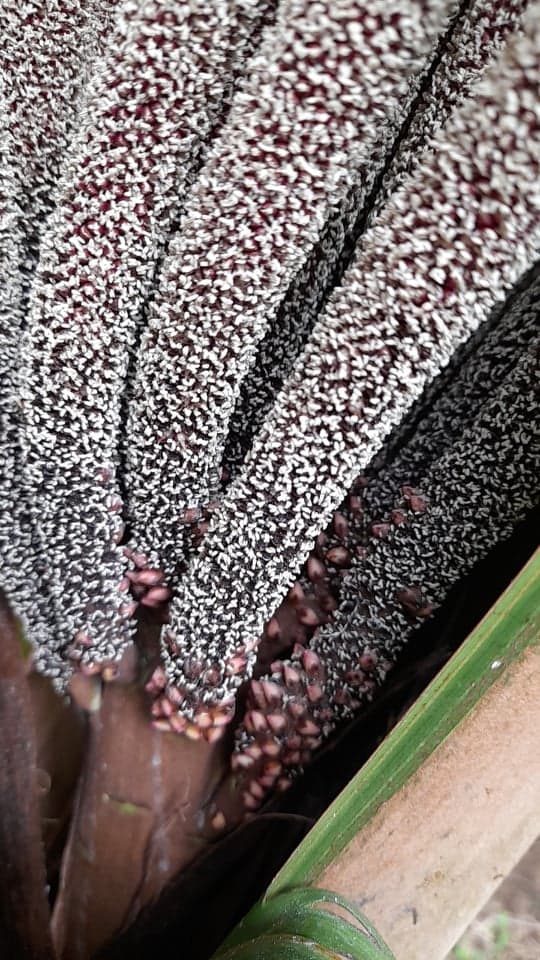 Botanical specimen of Marojejya Darianii.