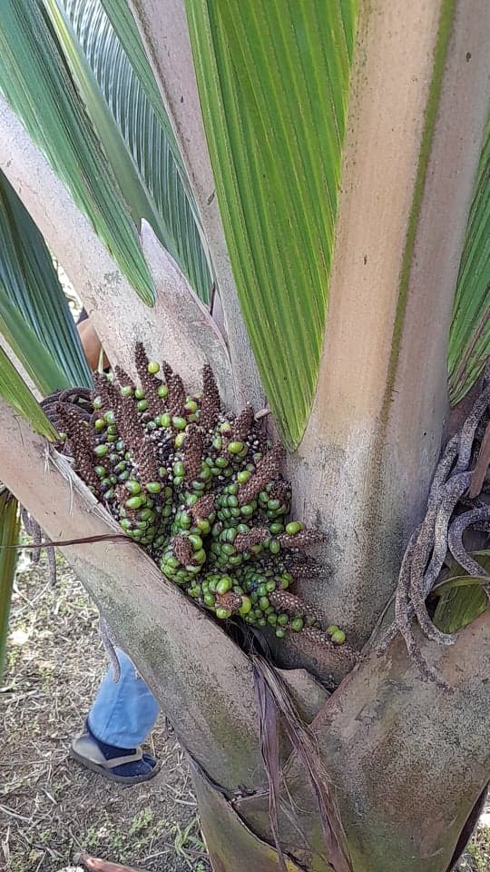 Botanical specimen of Marojejya Darianii.
