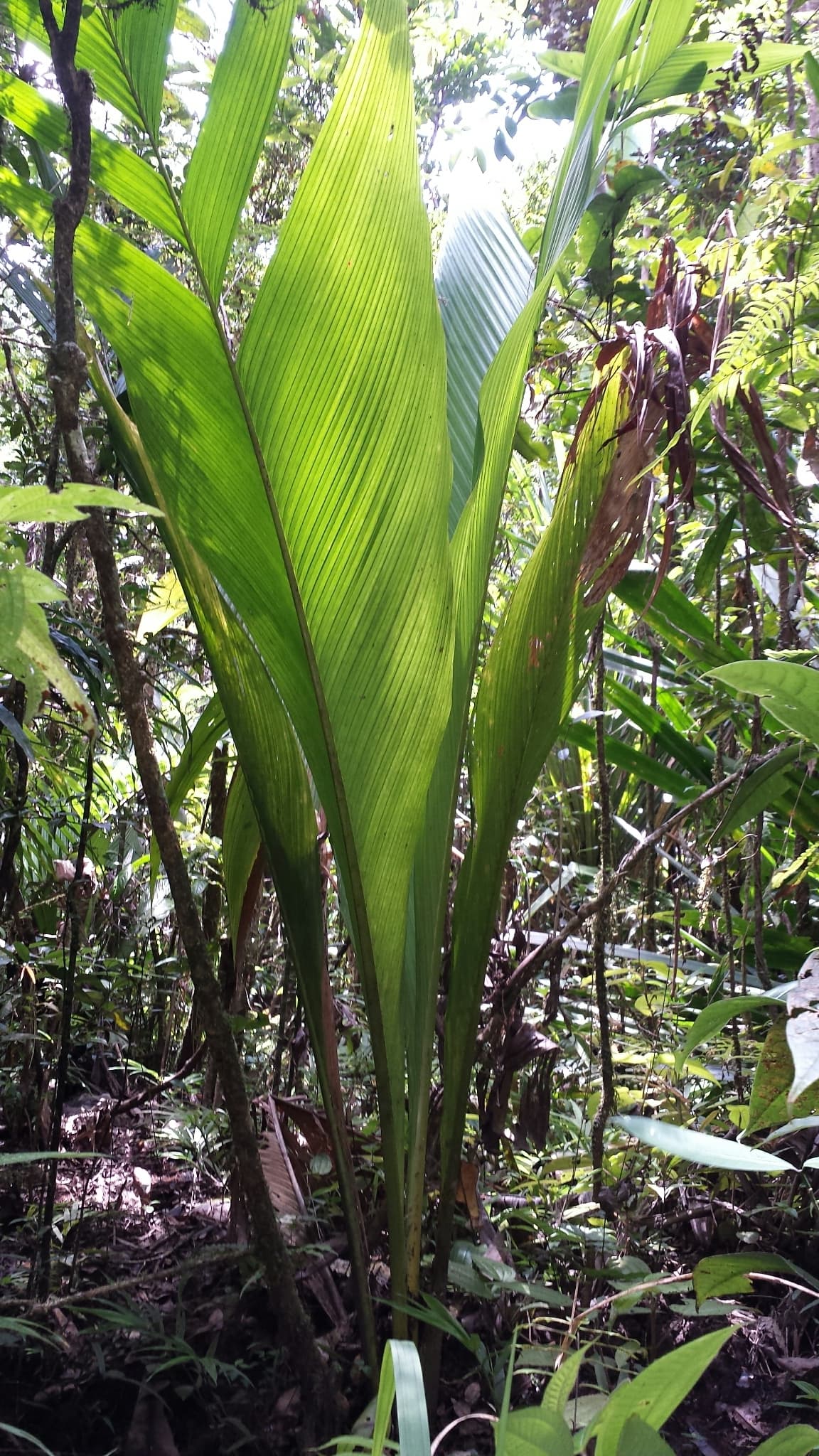 Botanical specimen of Marojejya Darianii.