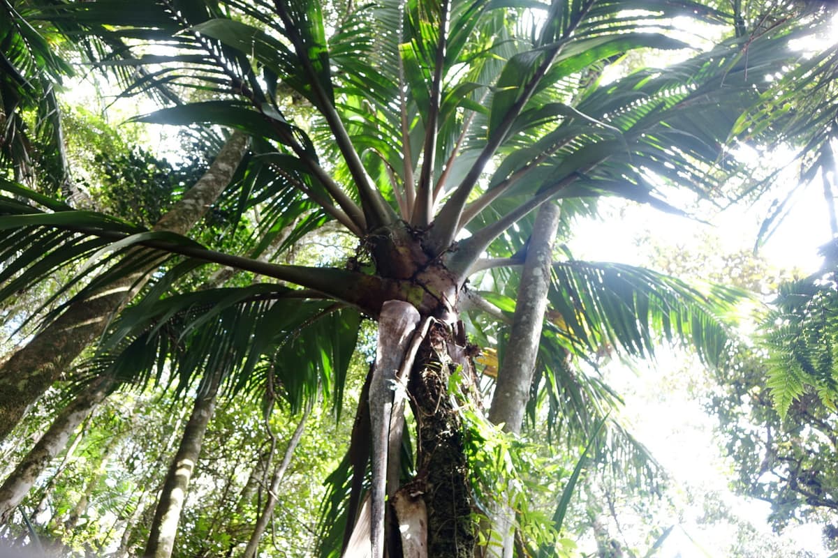 Botanical specimen of Marojejya Insignis.
