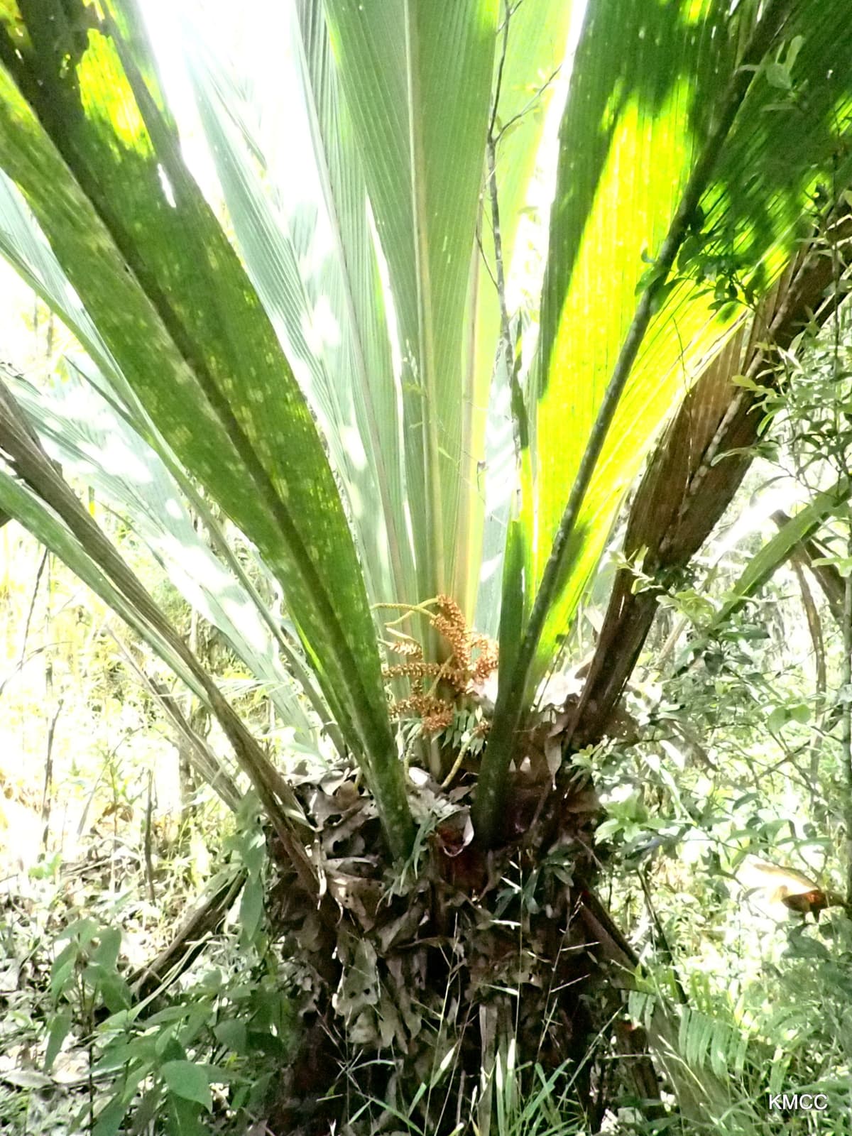 Botanical specimen of Masoala Kona.