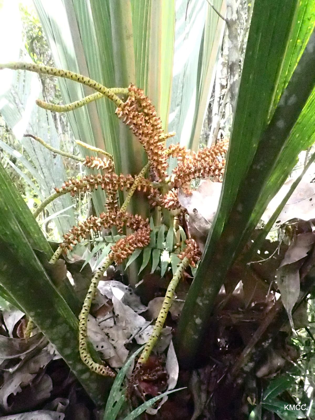 Botanical specimen of Masoala Kona.
