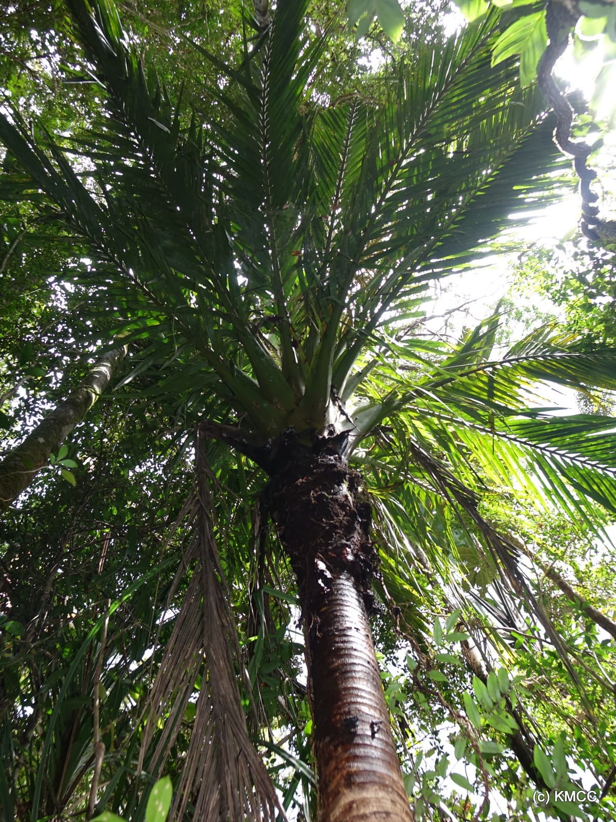 Botanical specimen of Masoala Madagascariensis.