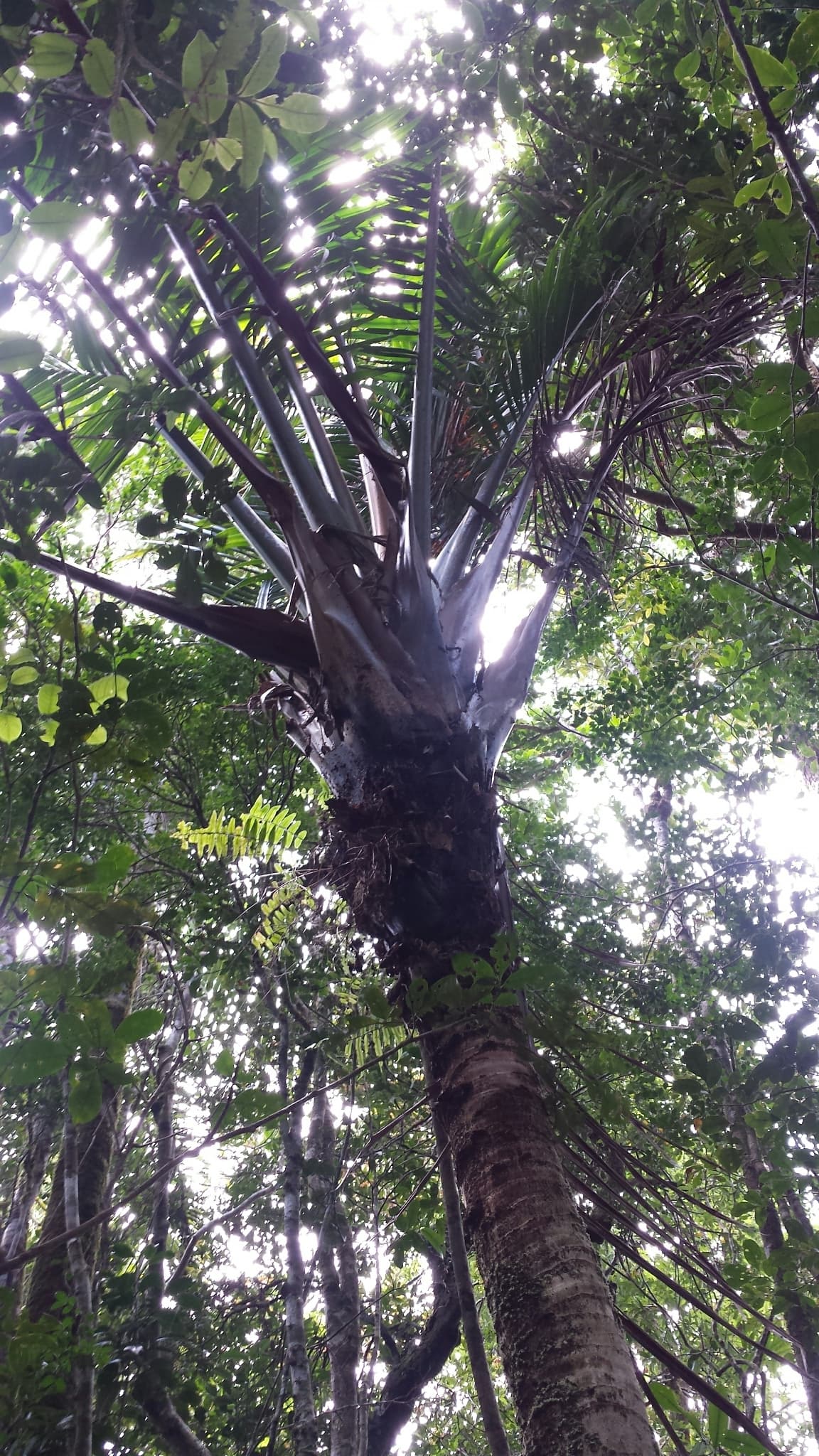 Botanical specimen of Masoala Madagascariensis.