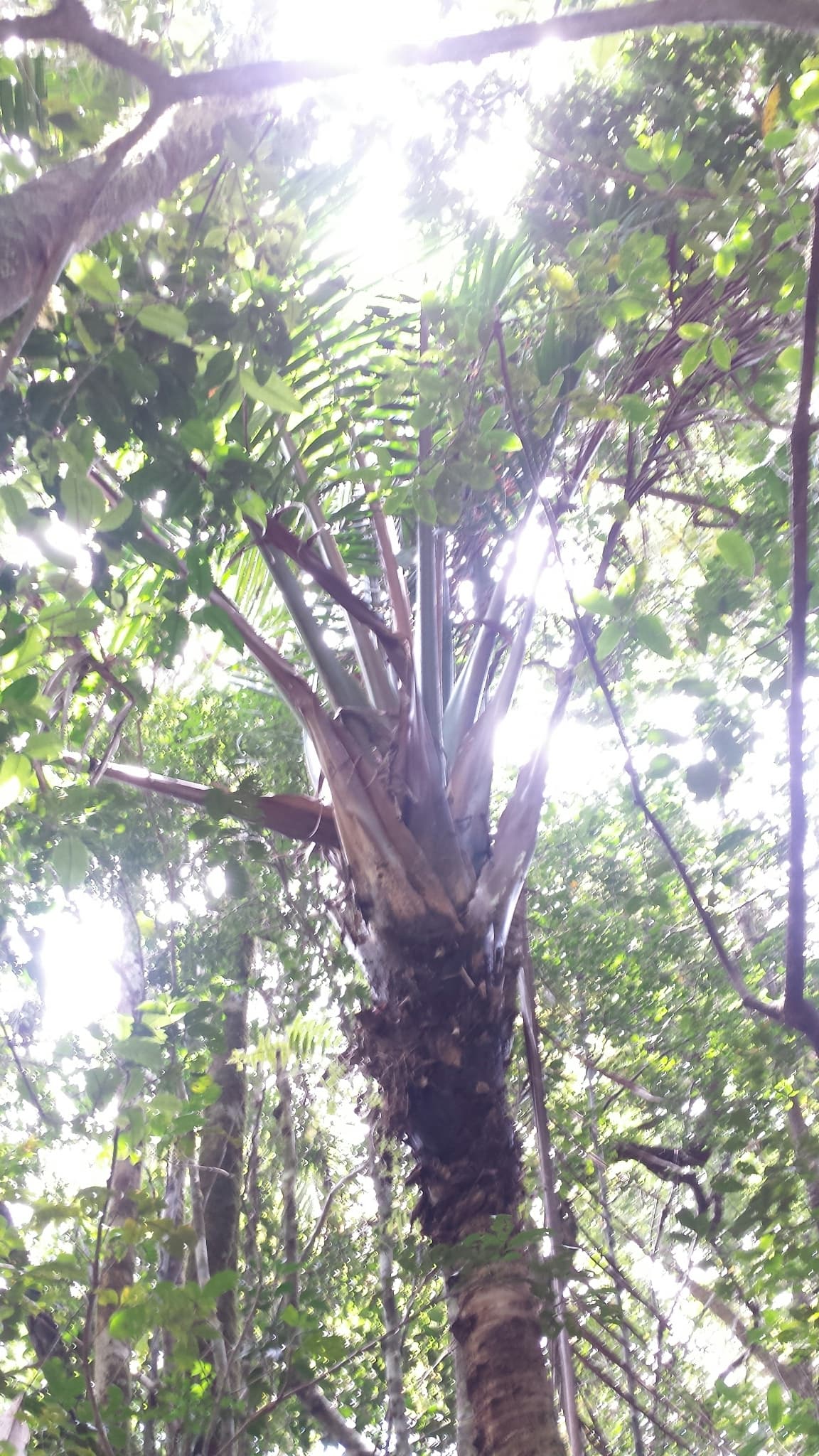 Botanical specimen of Masoala Madagascariensis.