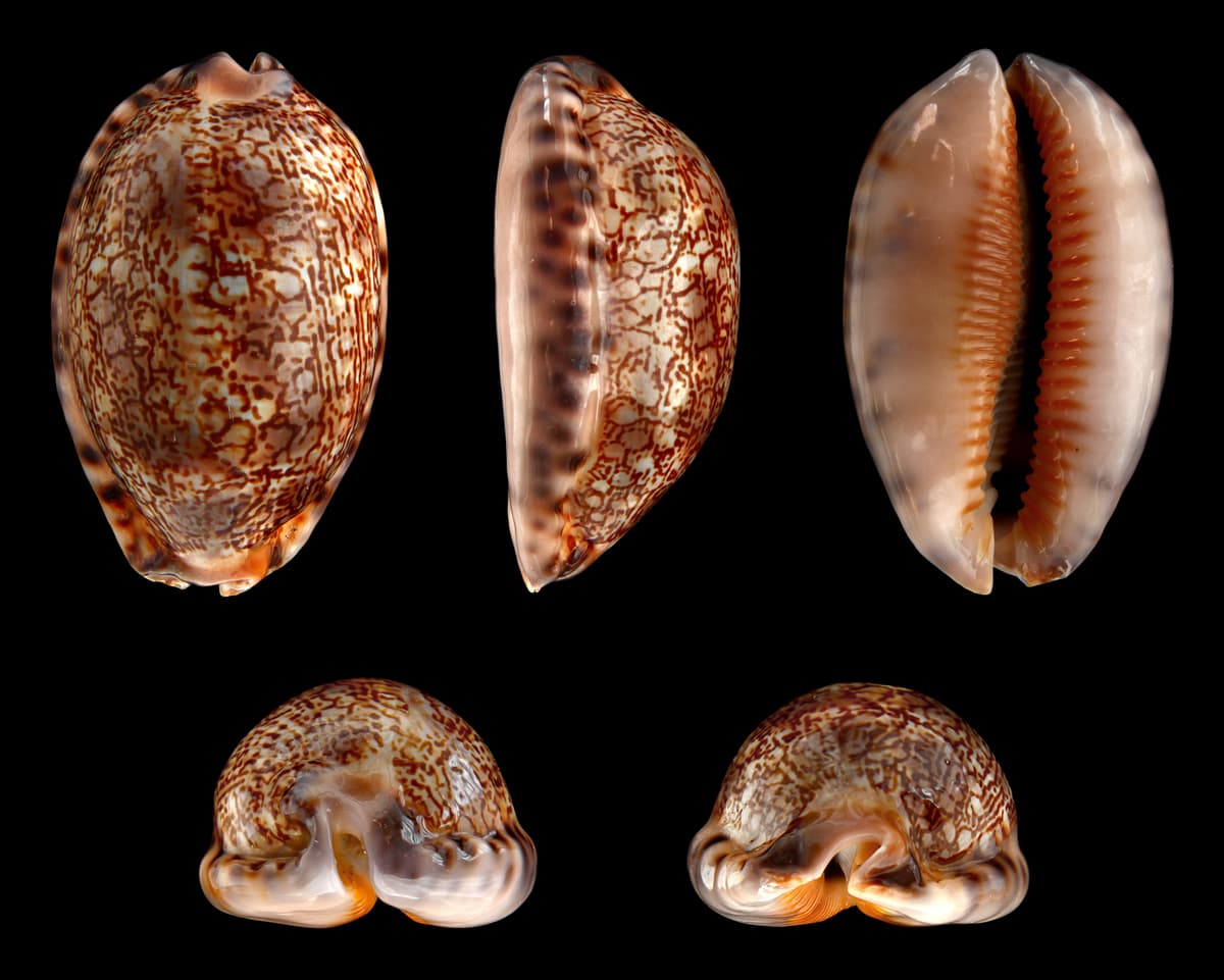 Botanical specimen of Mauritia Carana.