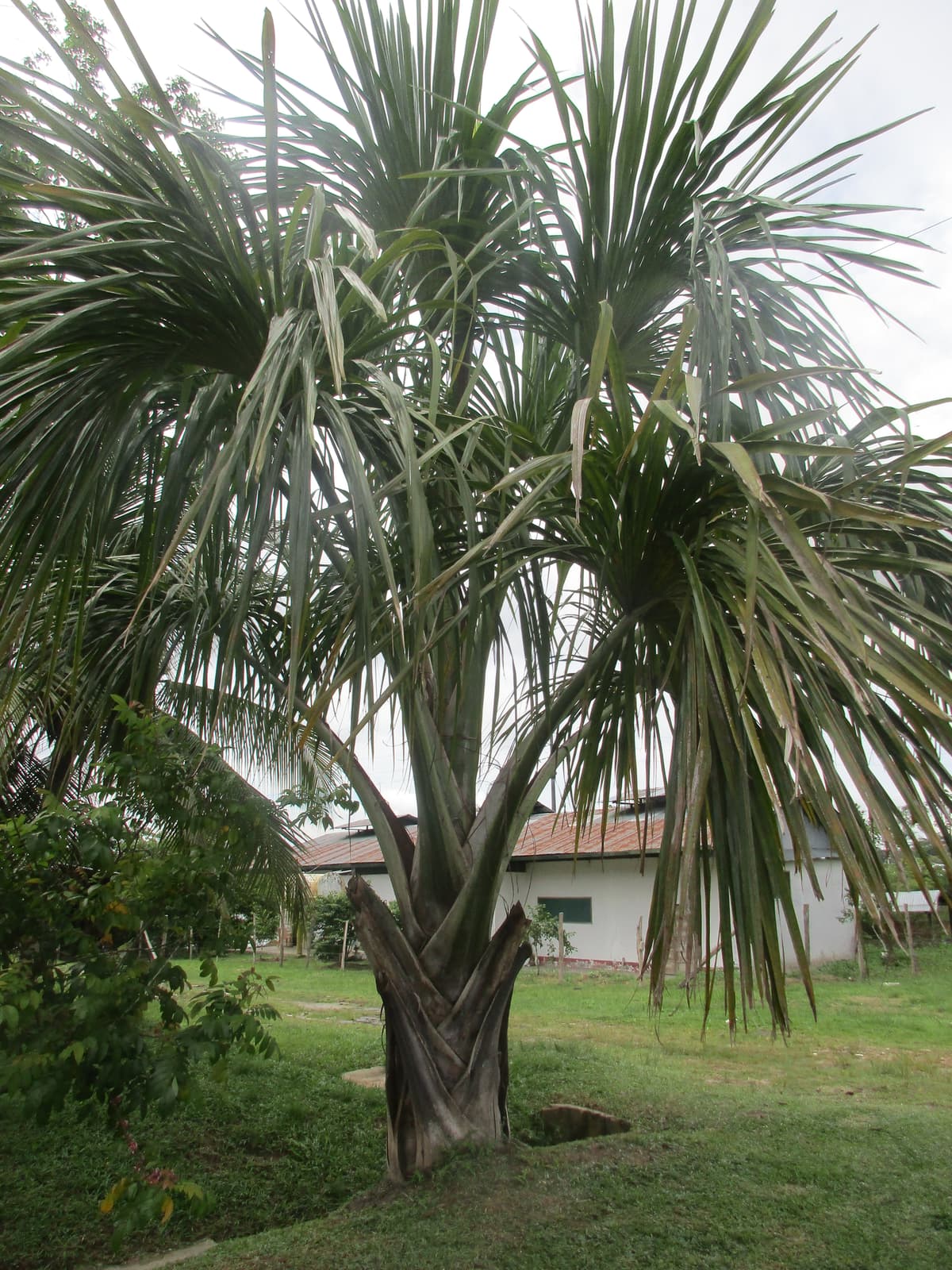 Botanical specimen of Mauritia Carana.