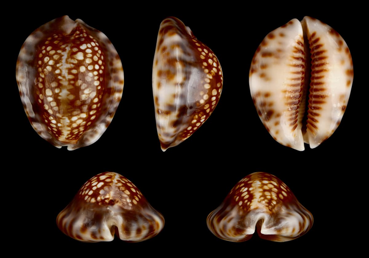 Botanical specimen of Mauritia Carana.