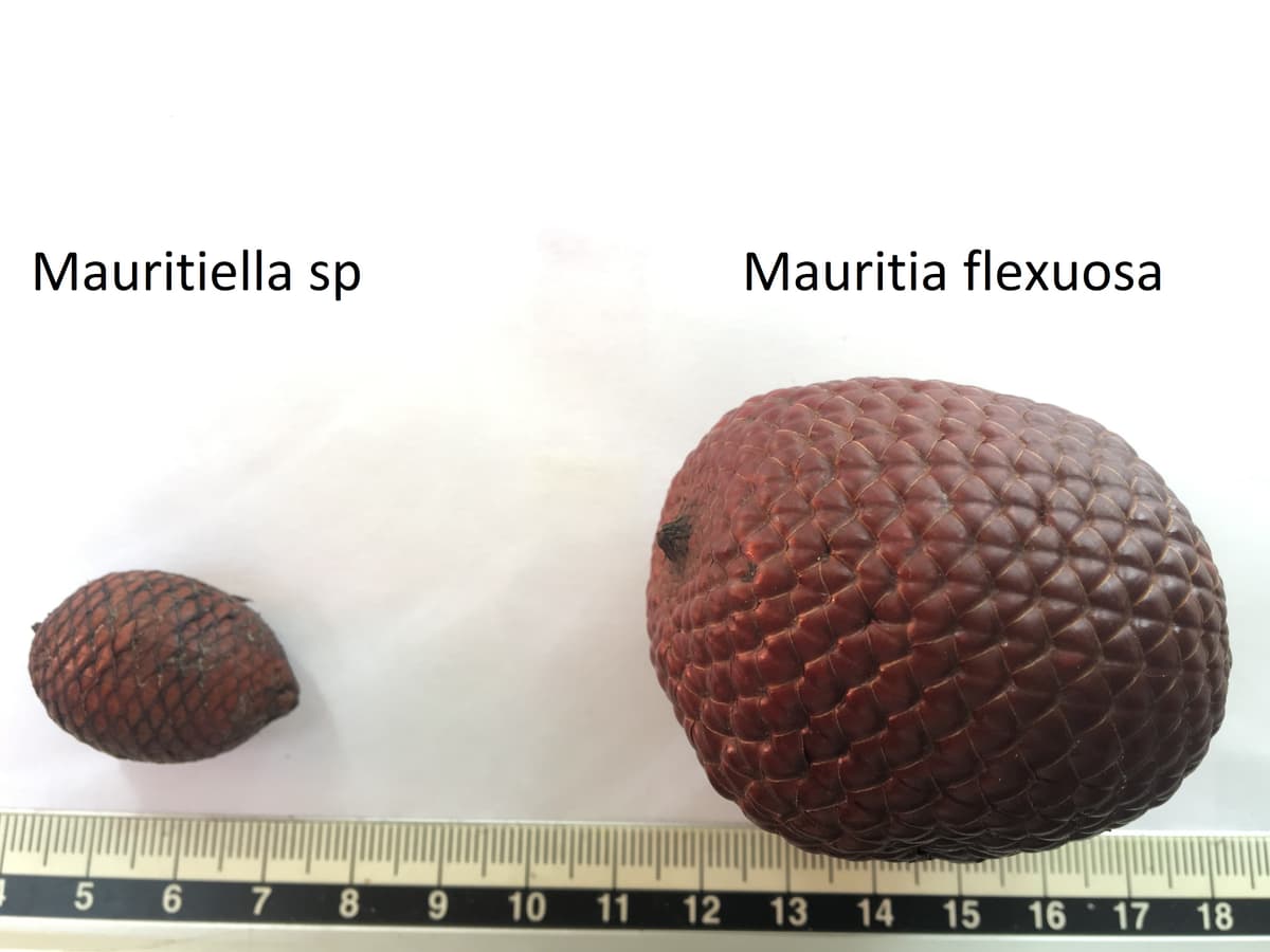 Botanical specimen of Mauritiella Aculeata.