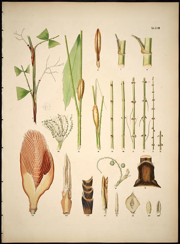 Botanical specimen of Mauritiella Aculeata.