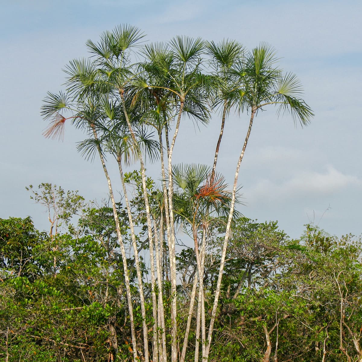 Botanical specimen of Mauritiella Aculeata.