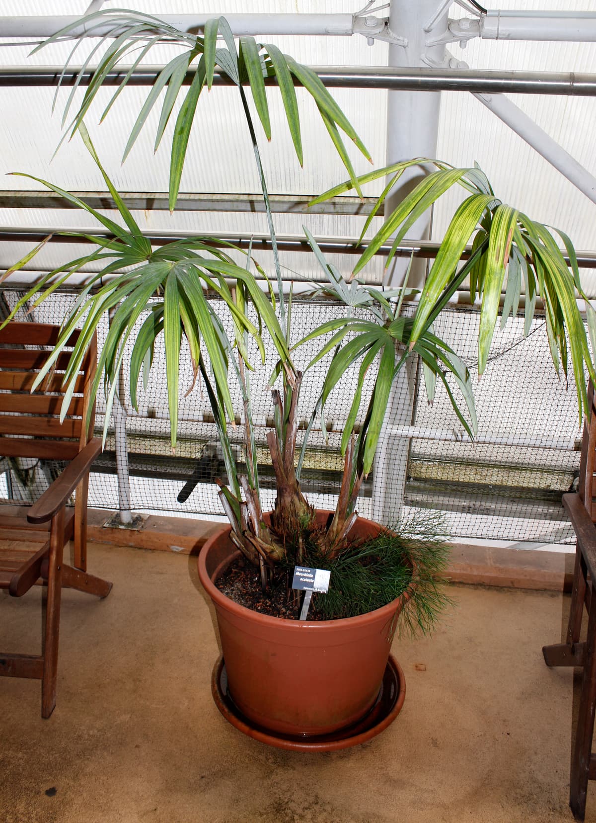 Botanical specimen of Mauritiella Aculeata.
