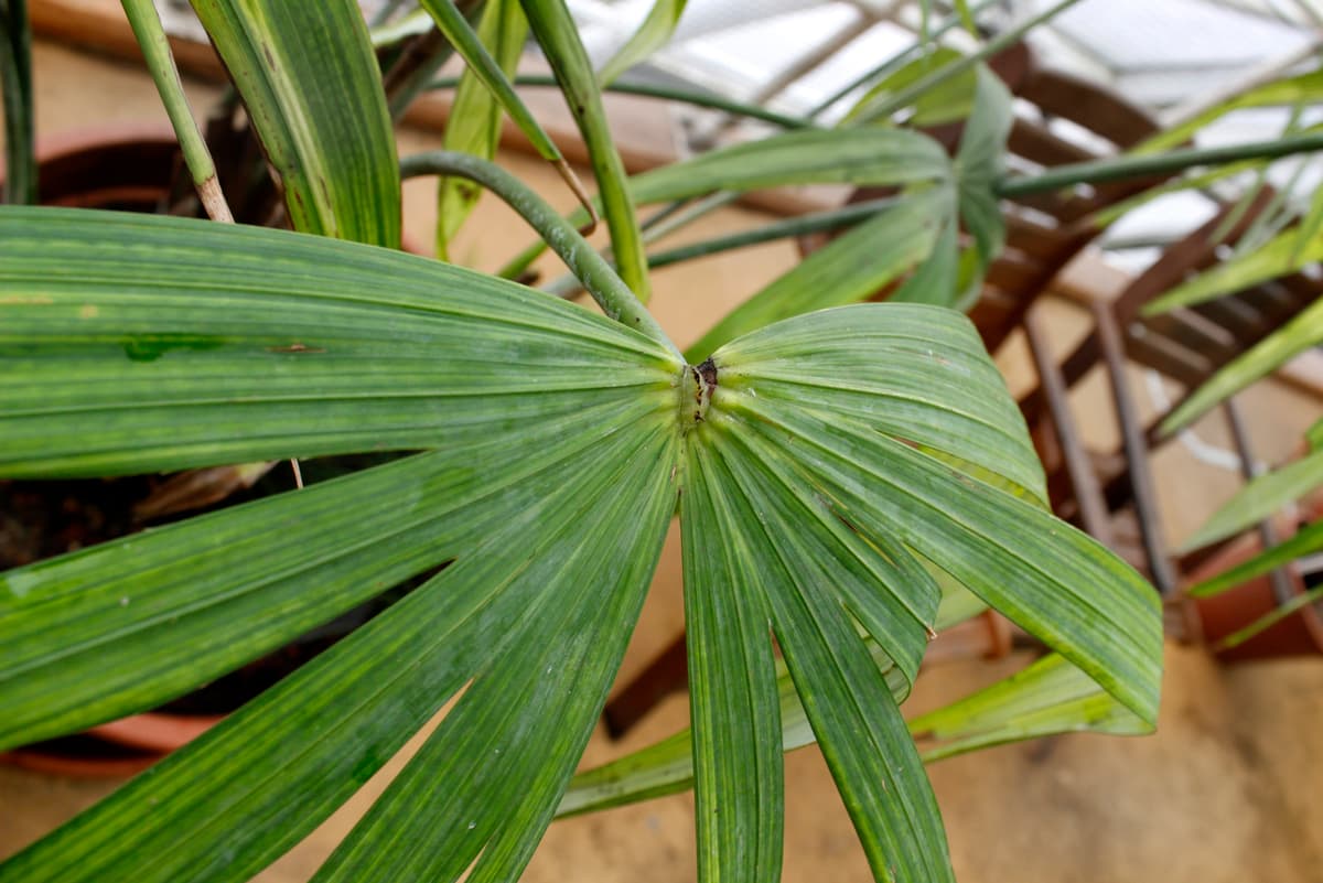 Botanical specimen of Mauritiella Aculeata.
